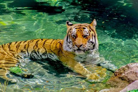 Water Tiger Betfair